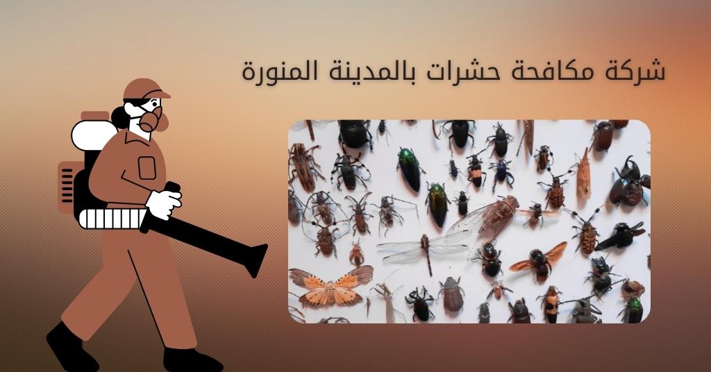 شركة مكافحة حشرات بالمدينه المنورة