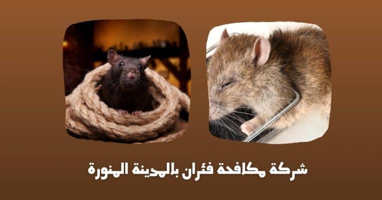 شركة مكافحة الفئران بالمدينة المنورة | تخلص من الفئران المزعجة